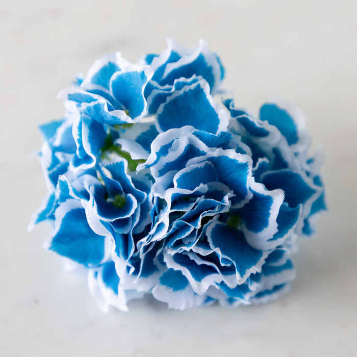 A blue Border Hydrangea Napkin Ring with blue petals and a white border, on a marble surface.