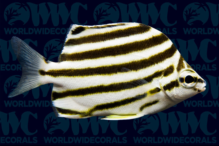 East Australian Stripey - Australia