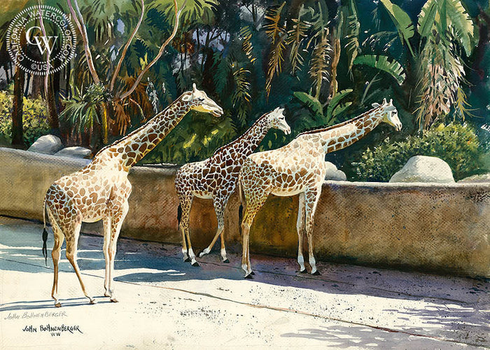Giraffes, watercolor painting by John Bohnenberger (American art). Original painting and fine art giclée reproduction by California Watercolor for wall decor.