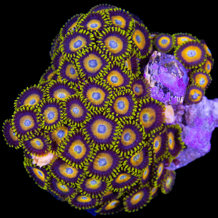 LA Lakers Zoanthids