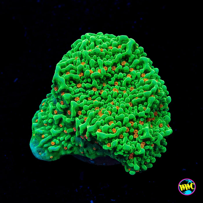 Tequila Sunrise Montipora