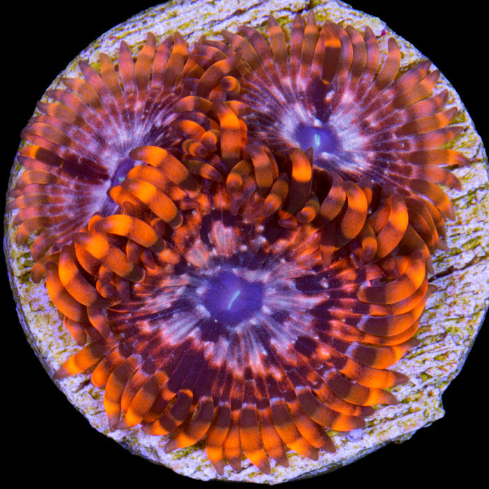 Utter Chaos Zoanthid Coral (800 grown)
