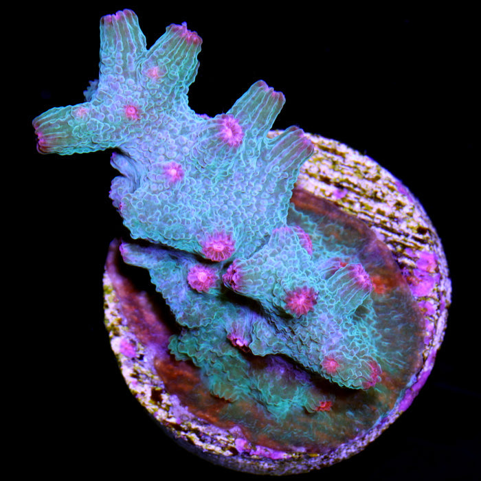 Vivid's Aquaman Branching Cyphastrea Decadia Coral