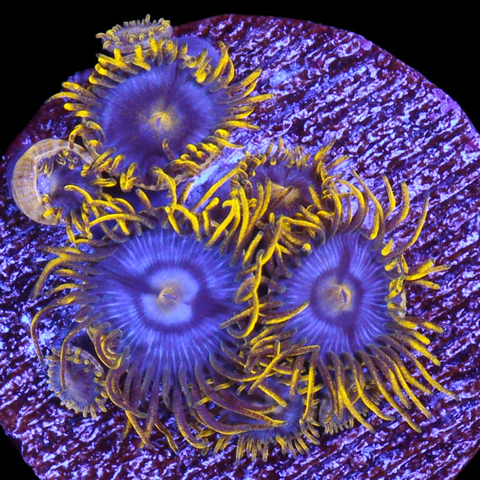 Vivid's Blueberry Fields Zoanthids