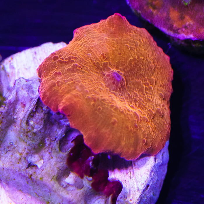 Orange Flame Discosoma Shroom