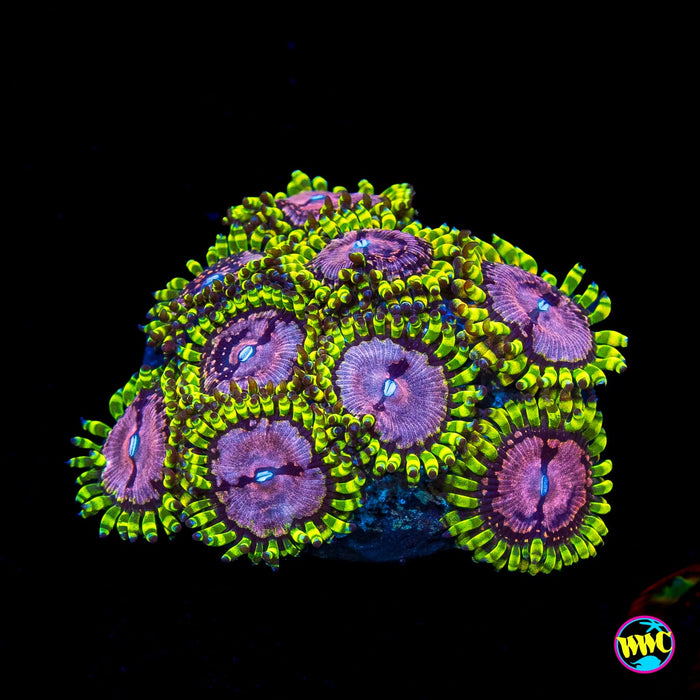 WWC Purple Monsters Zoanthids