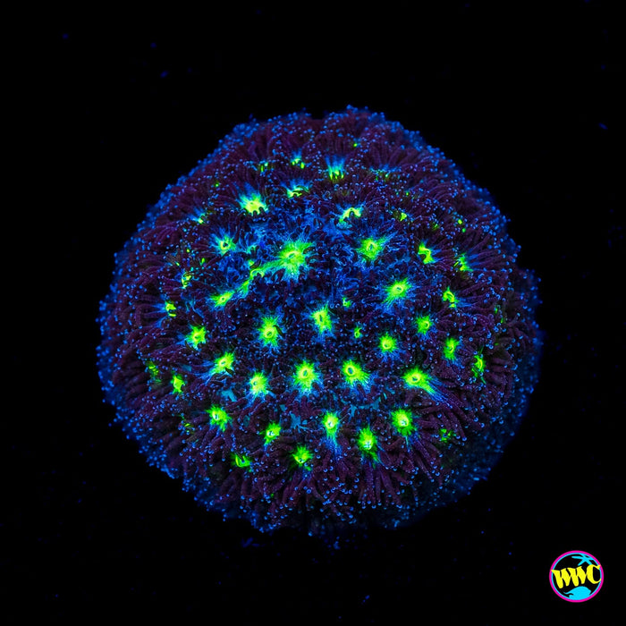 WWC Spooky Leptastrea