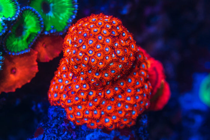 Charmanderz Zoanthids - Mother Colony Photo