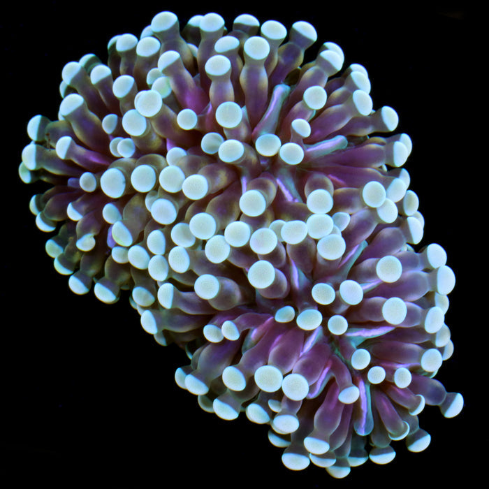 Cristata Torch Coral