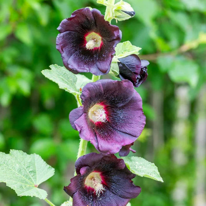 Eco dye T-shirt in black hollyhock