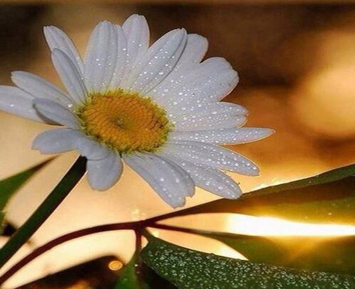 Dew Drops on Daisy Paint by Numbers