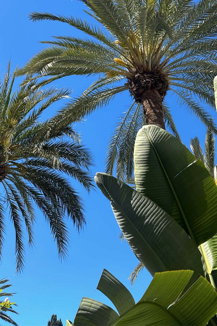 Green palm trees and tropical banana leaves against a clear blue sky, capturing a sunny vacation atmosphere.