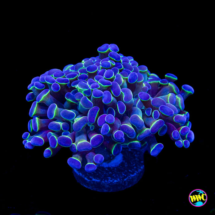 Hologram Branching Hammer
