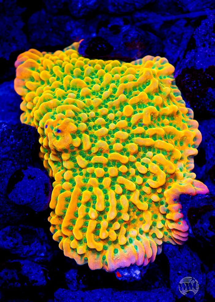Jason Fox Beach Bum Montipora - Mother Colony