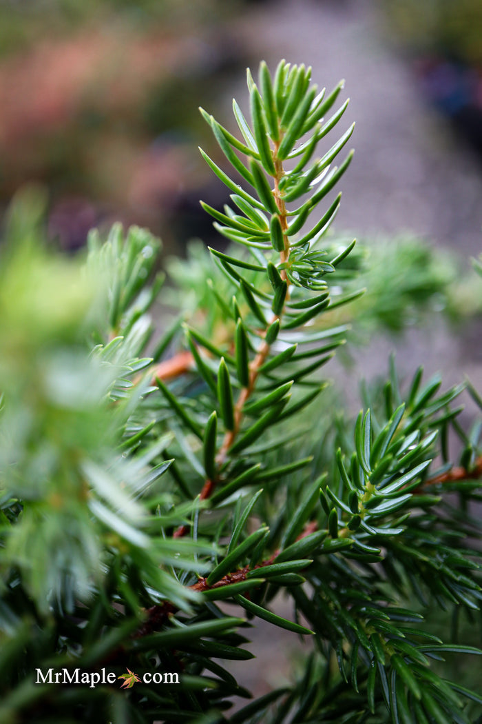 Juniperus rigida conferta 'Blue Lagoon' Shore Juniper