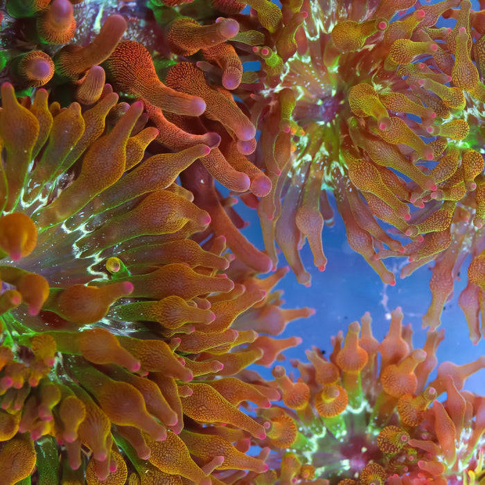 Mini Rose Bubble Anemone