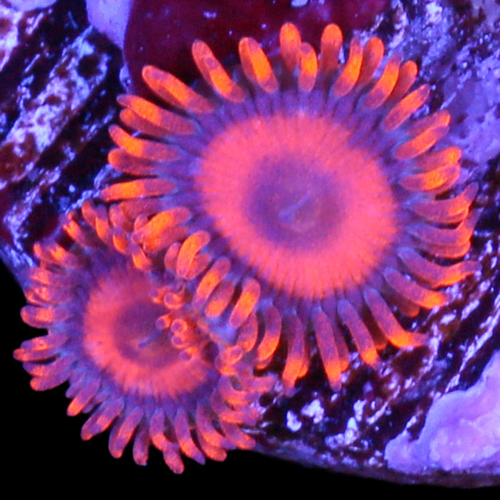 Orange Oxide Zoanthids