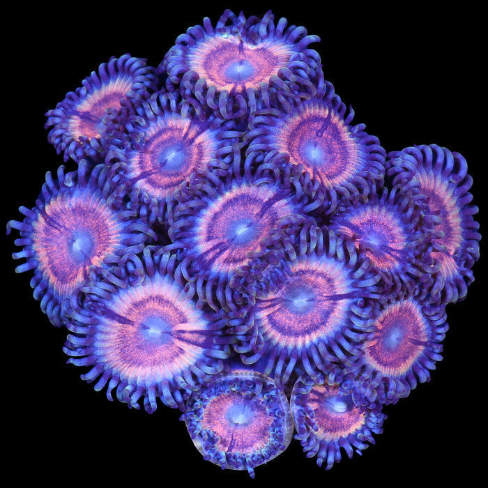 Pastel Rainbow Zoanthid Coral