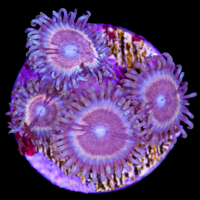 Pastel Rainbow Zoanthid Coral