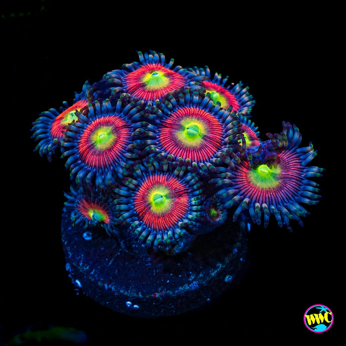 Peacock Pink Zoanthids