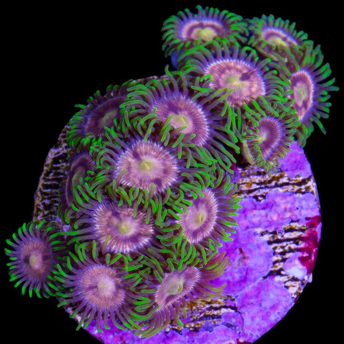 Purple Panther Zoanthid Coral
