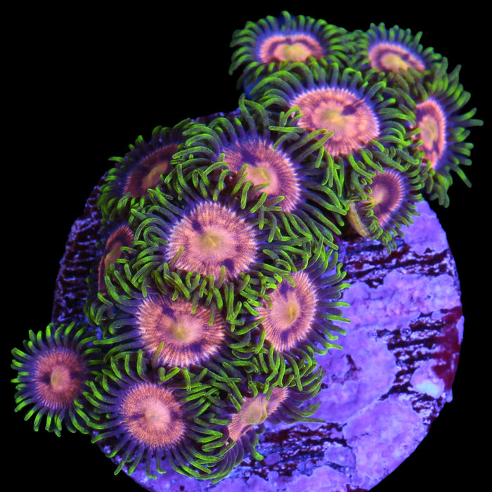 Purple Panther Zoanthid Coral