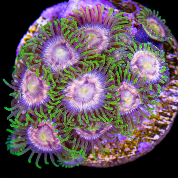 Purple Panther Zoanthid Coral