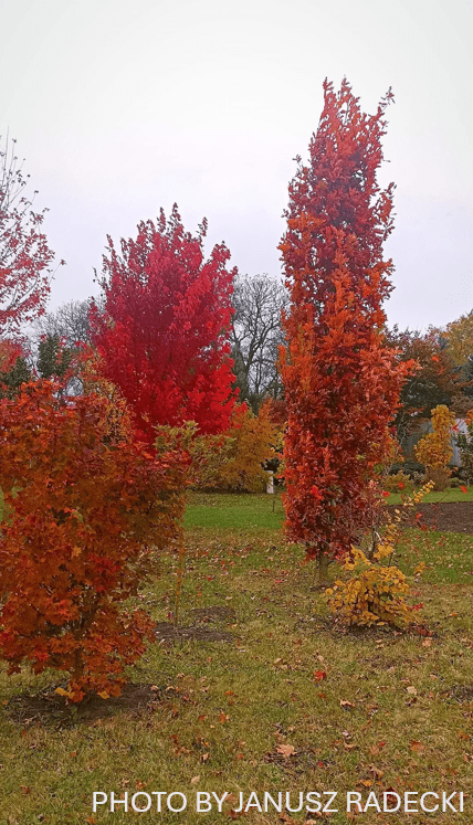 Quercus robur x alba 'Crimson Spire' Hybrid Oak