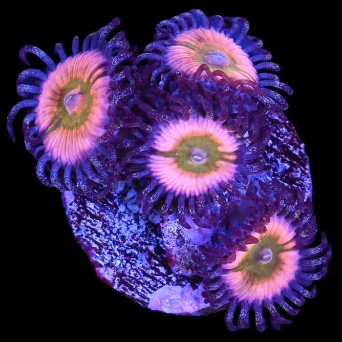 Rainbow Infusion Zoanthid Coral