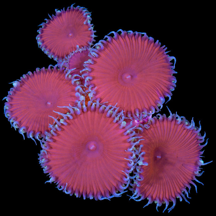 Red Death Palythoa Coral