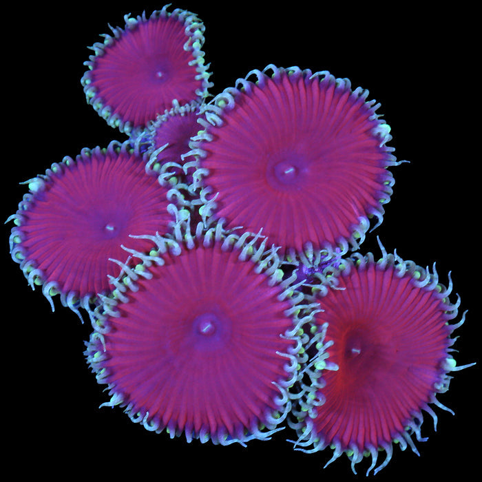 Red Death Palythoa Coral