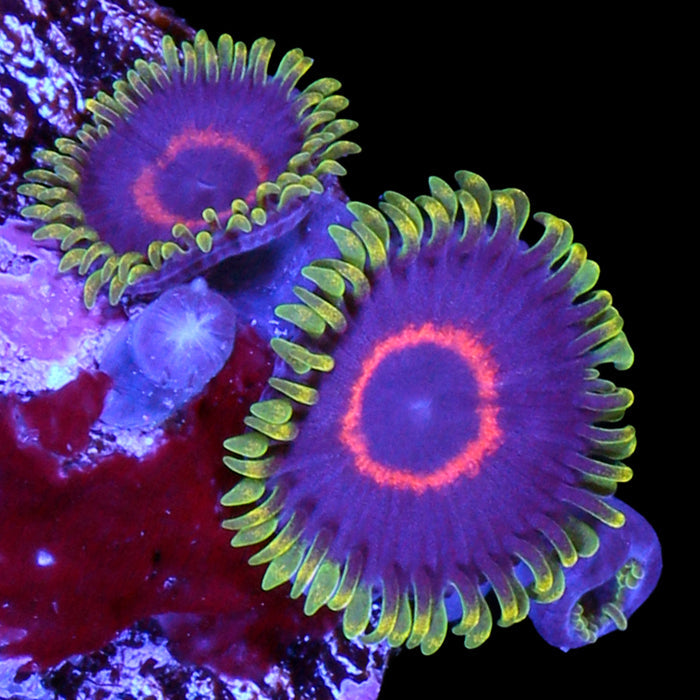 Red Rim Purple Heart Zoanthid