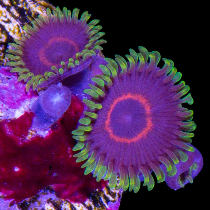 Red Rim Purple Heart Zoanthid