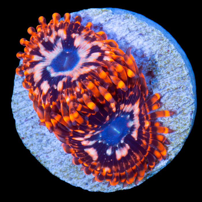 Utter Chaos Zoanthid Coral (800 grown)