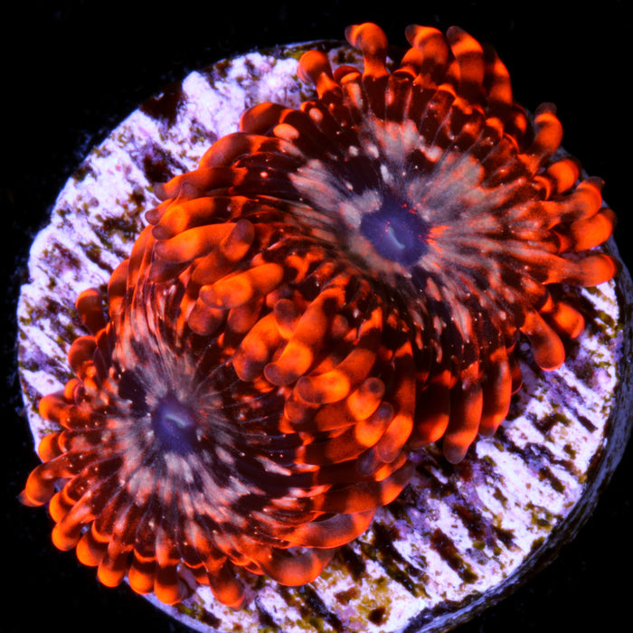 Utter Chaos Zoanthid Coral (800 grown)