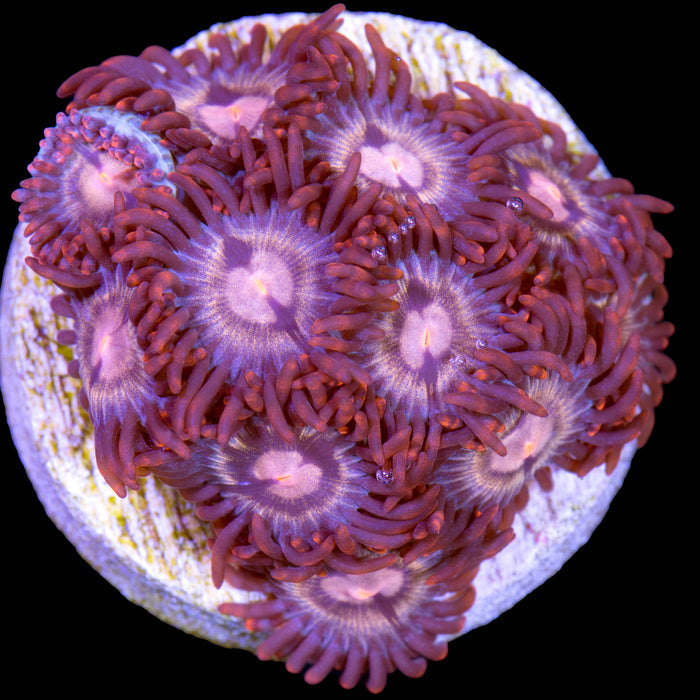 Vivid's Apricot Zoanthids
