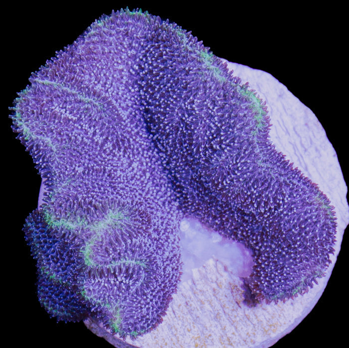 Vivid's Aquaman Psammocora Coral