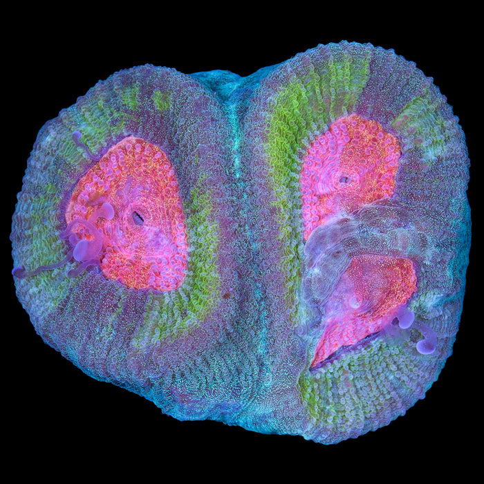 Vivid's Orange Eye Favia Coral