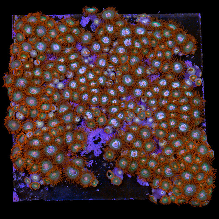 Vivid's Tropicana Zoanthids