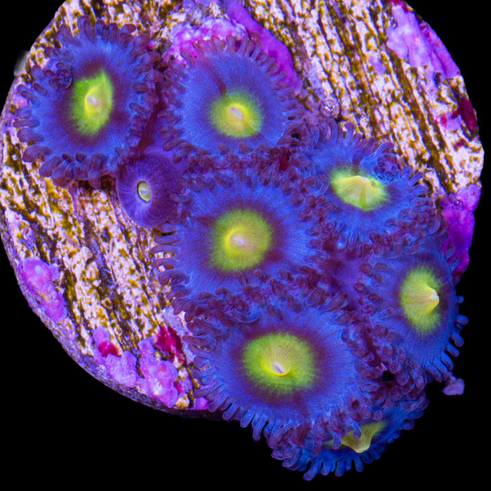 WWC AOI Zoanthids
