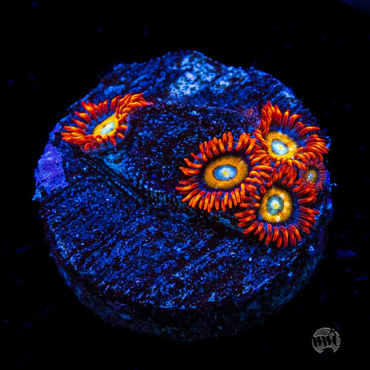 WWC Blondies Zoanthids