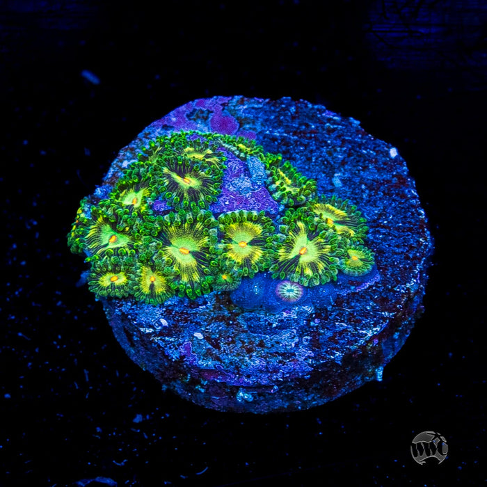 WWC Emerald Nightmare Zoanthids