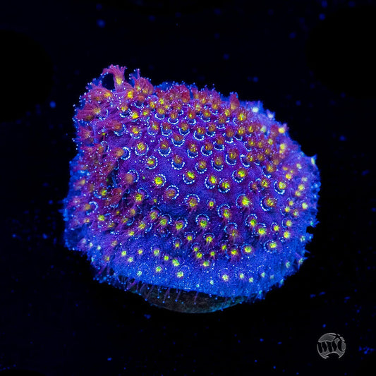 WWC Firestone Stylocoeniella