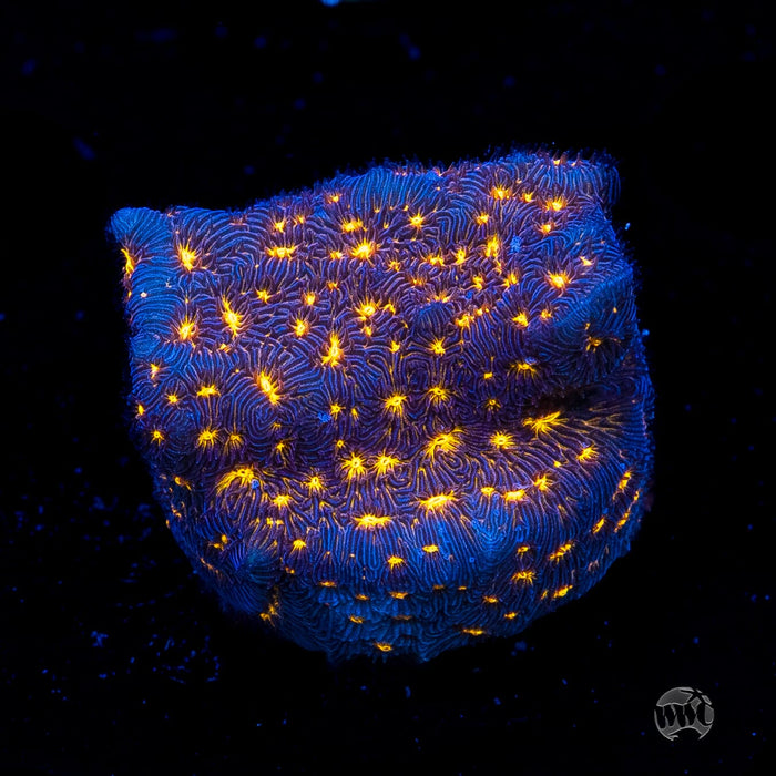 WWC Gold Nugget Leptoseris