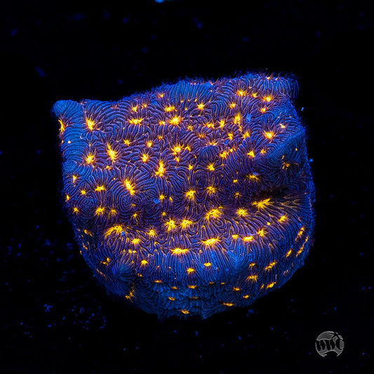 WWC Gold Nugget Leptoseris