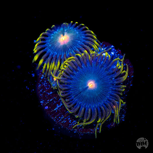 WWC Hairy Gorilla Nipple Zoanthids