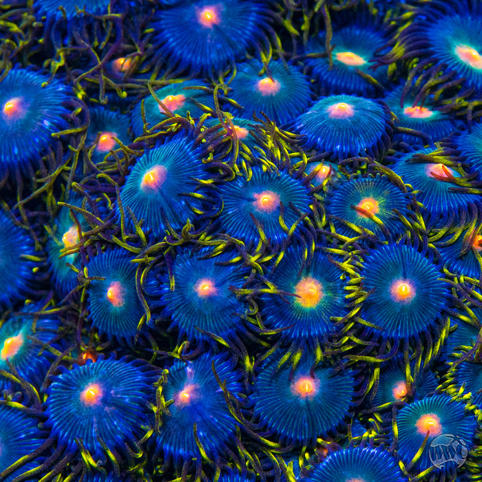 WWC Hairy Gorilla Nipple Zoanthids