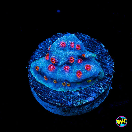 WWC Master Blaster Cyphastrea