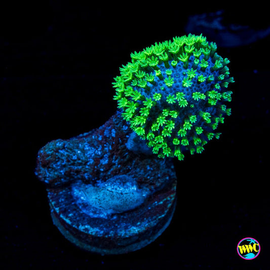 WWC Neon Polyp Toadstool Leather