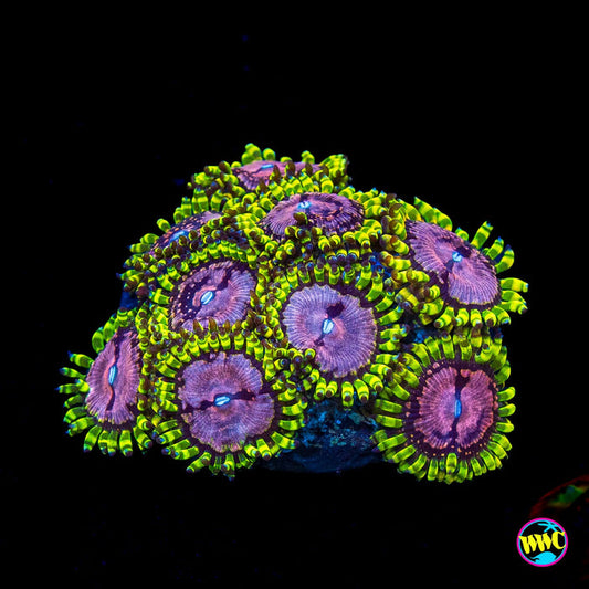 WWC Purple Monsters Zoanthids